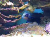Psychedelic Mandarin