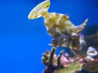 Aiptasia Eating Filefish