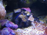 Blue Tuxedo Urchin