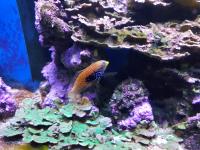Peacock Wrasse